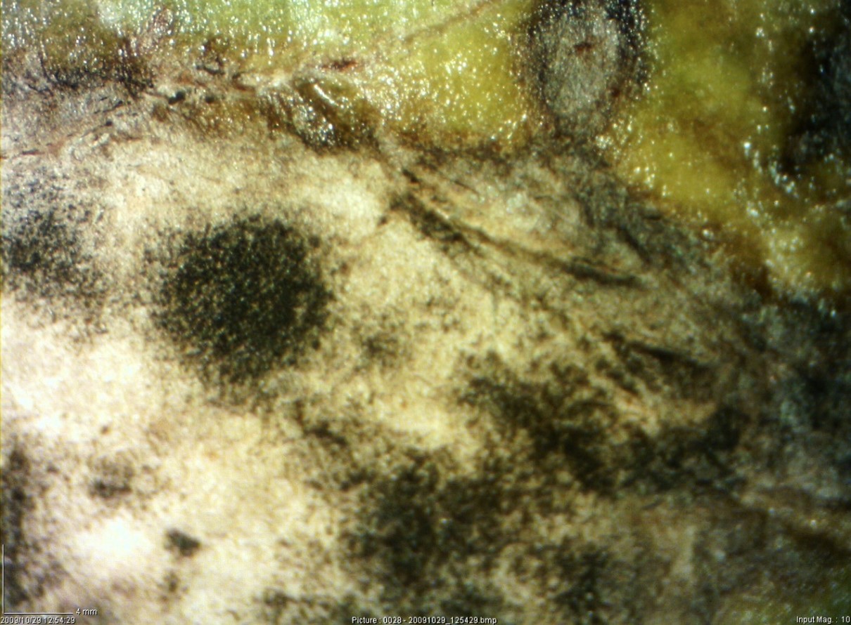 Altermaria spores on a sugarbeet leaf, magnified.